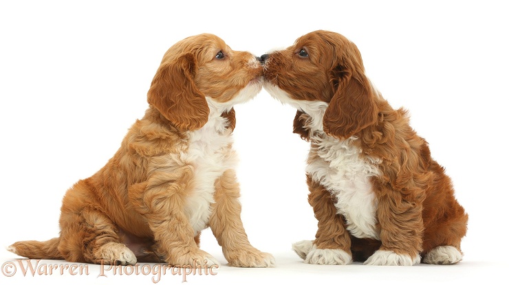 Two cute Cockapoo puppies nose-to-nose, white background