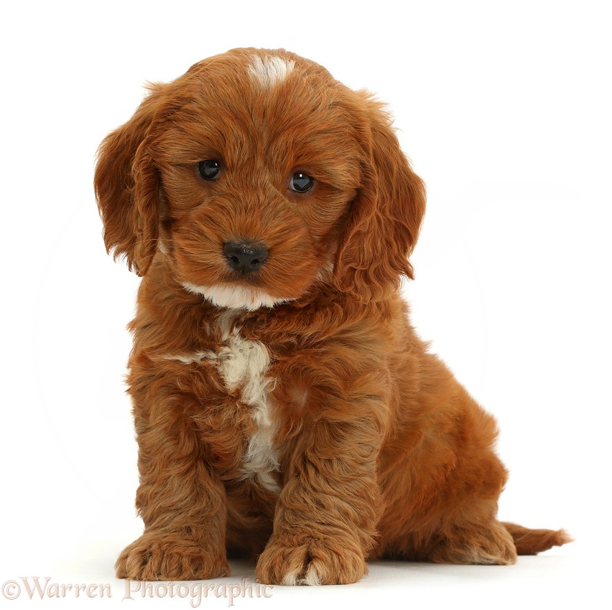 Cute Cockapoo puppy sitting, white background