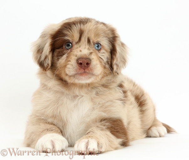 Mini American Shepherd puppy, white background