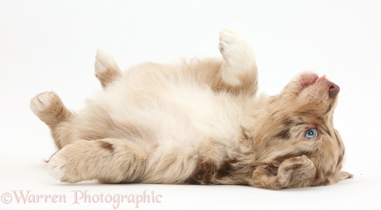 Mini American Shepherd puppy lying on her back, white background