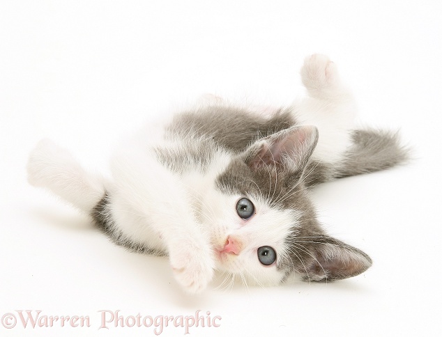 Playful grey-and-white kitten rolling over, white background