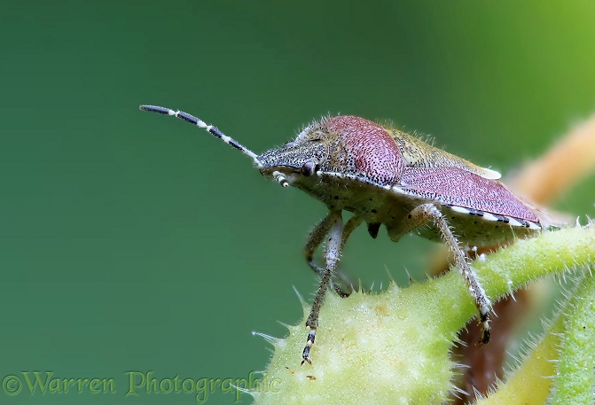 Sloe Shield Bug (Dolycoris baccarum) on Comfrey (Symphytum officinale)