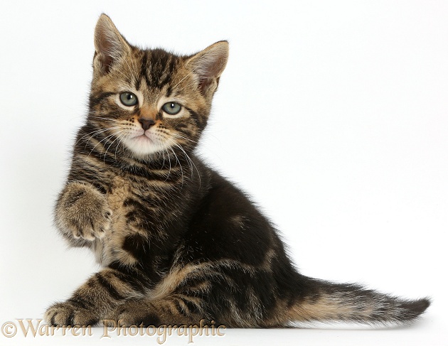 Tabby kitten, 7 weeks old, with raised paw, white background