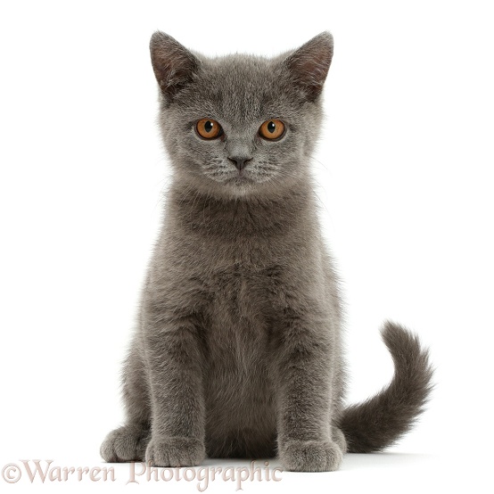 Blue British Shorthair kitten sitting, white background