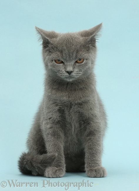 Blue British Shorthair kitten, looking angry, on blue background