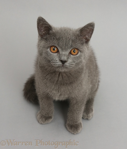 Blue British Shorthair kitten on grey background