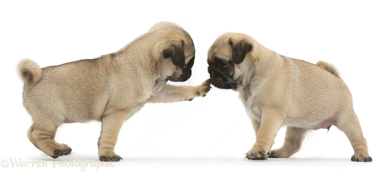 Playful Pug puppies, white background