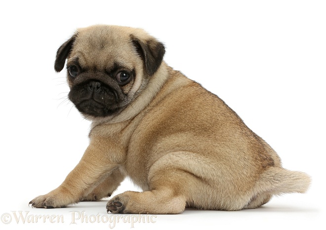 Pug puppy looking over shoulder, white background
