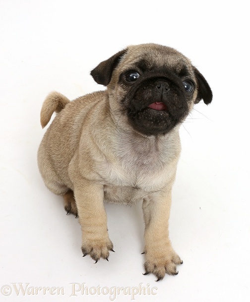 Pug puppy sitting and looking up, white background