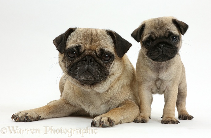 Pug mother and puppy, white background