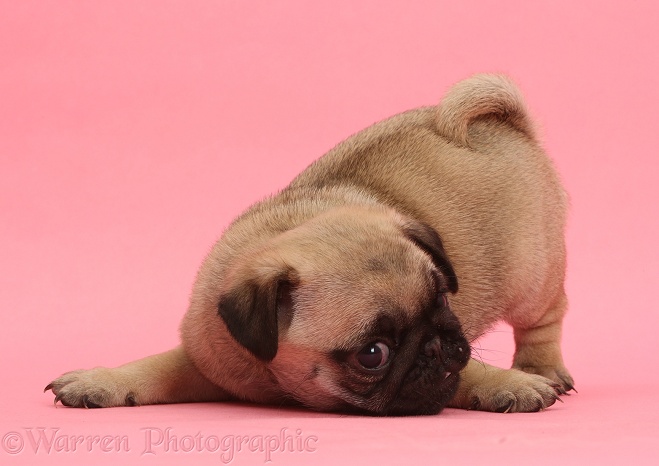Playful Pug puppy on pink background