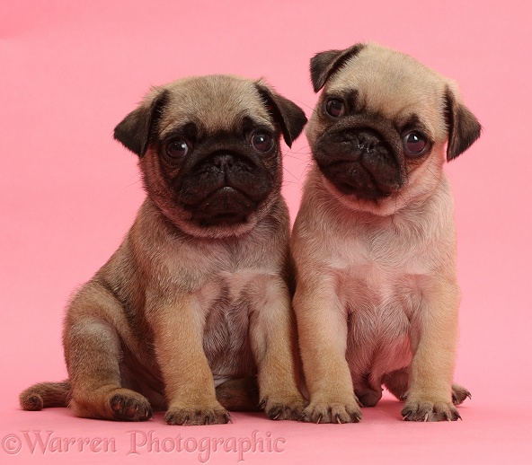 Pug puppies on pink background