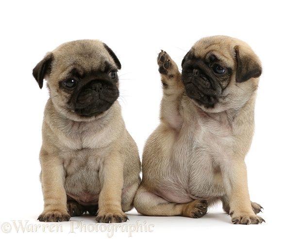 Pug puppies, one waving to the other, white background