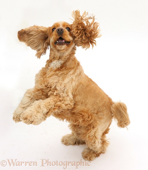 Golden Cocker Spaniel dog, Henry, 3 years old, jumping up, white background