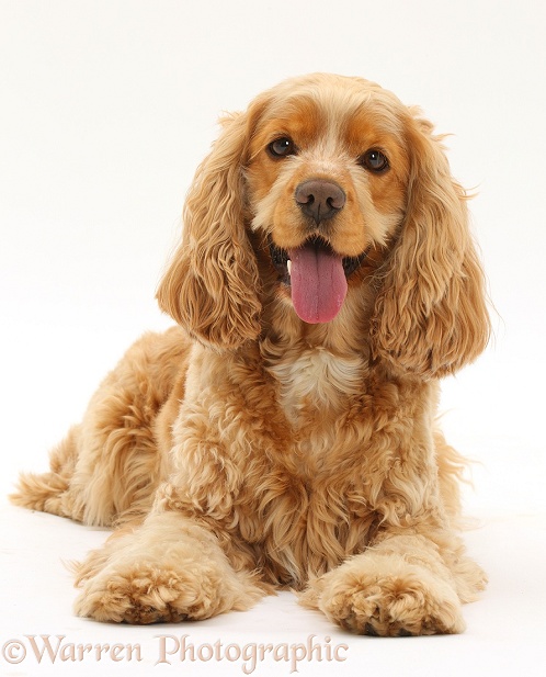 Golden Cocker Spaniel dog, Henry, 3 years old, white background