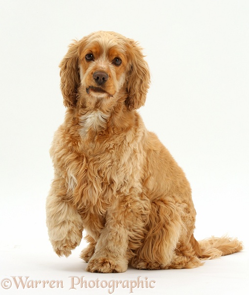 Golden Cocker Spaniel dog, Henry, 3 years old, sitting with raised paw, white background