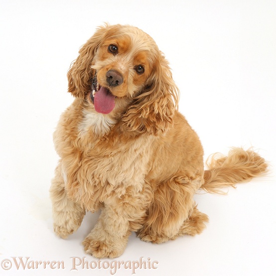 Golden Cocker Spaniel dog, Henry, 3 years old, sitting and looking up, white background
