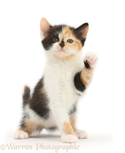 Tortoiseshell kitten waving a paw, white background