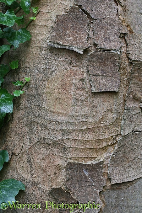 Sycamore (Acer pseudoplatanus) trunk sowing 'sculpted' pattern where outer layers of bark have flaked off