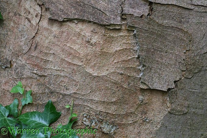 Sycamore (Acer pseudoplatanus) trunk sowing 'sculpted' pattern where outer layers of bark have flaked off