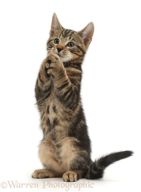 Tabby kitten, Picasso, 10 weeks old, clasping paws and begging, white background