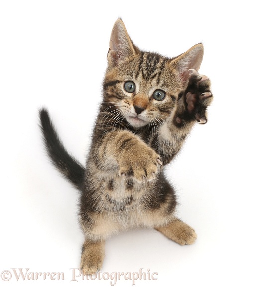 Kung-fu fighting kitten, Picasso, 8 weeks old, paws up and grasping, white background
