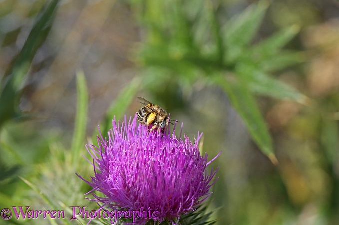 Little Flower Bee (Anthophora bimaculata) female on Spear Thistle (Cirsium vulgare)