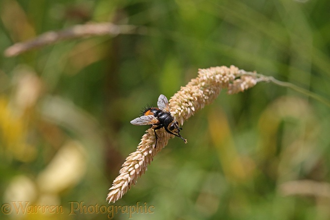 Rufous Parasite Fly (Tachina fera) cleaning its fore legs