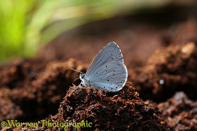 Holly Blue Butterfly (Celastrina argiolus) male at 'salt lick' on peat