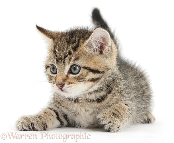 Tabby kitten, Stanley, 6 weeks old, white background