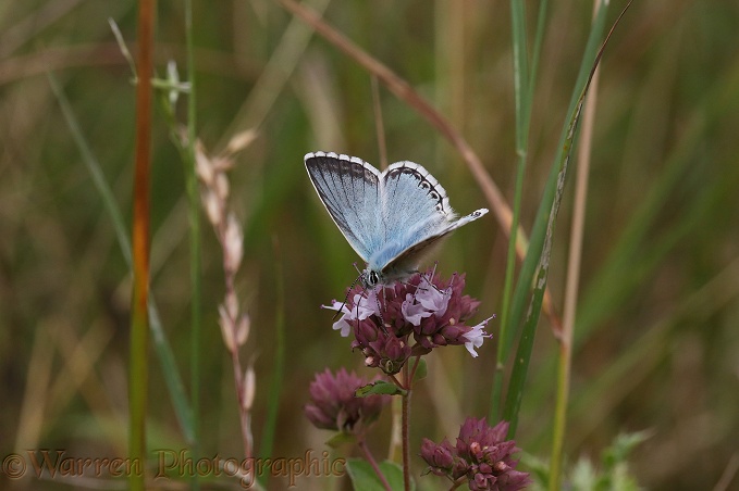 Chalkhill Blue Butterfly (Lysandra coridon) male