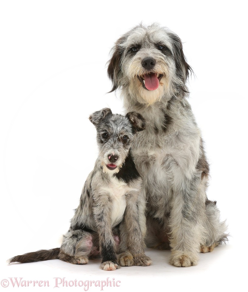 Blue merle Cadoodle and mutt pup, white background