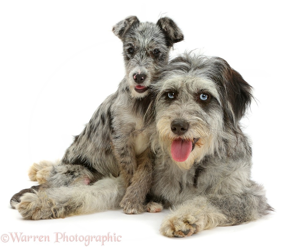 Blue merle Cadoodle and mutt pup, white background