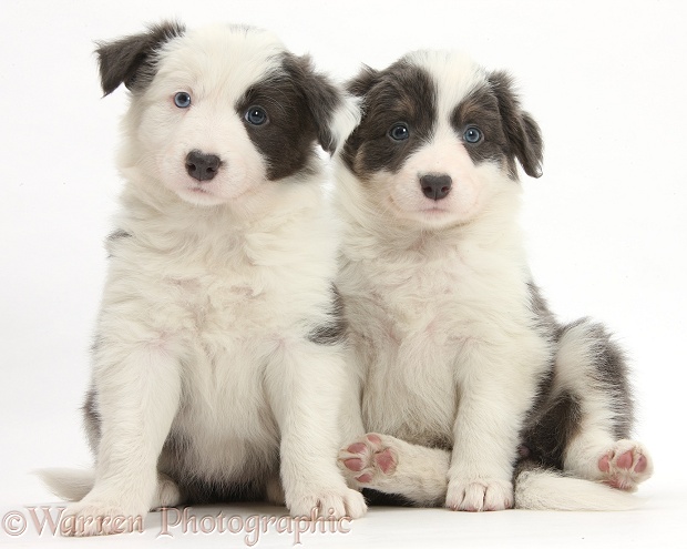 Two blue-and-white Border Collie pups, white background