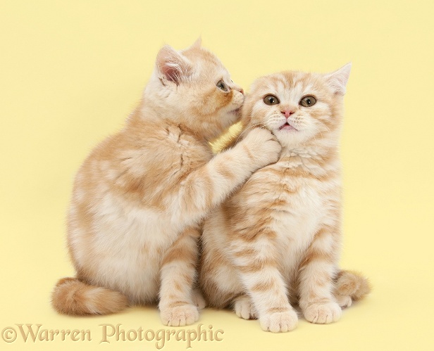 Ginger kittens, one whispering in the ear of the other