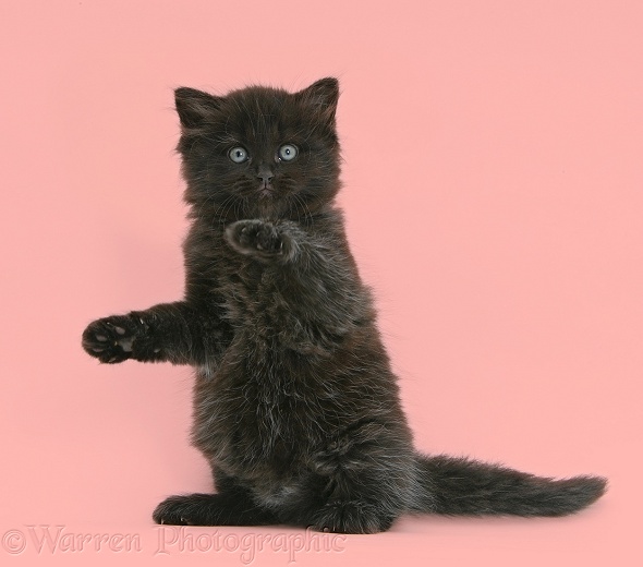 Black kitten with paws up, pink background