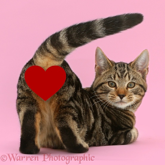 Tabby cat Picasso, 4 months old, with heart and showing his rear end and looking round, pink background