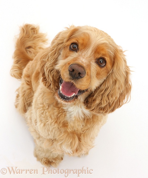 Golden Cocker Spaniel dog, Henry, 3 years old, sitting and looking up, white background