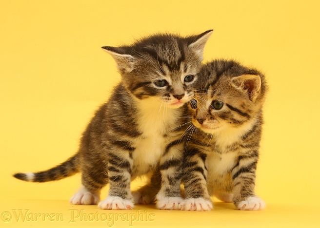 Cute tabby kittens, 4 weeks old, on yellow background
