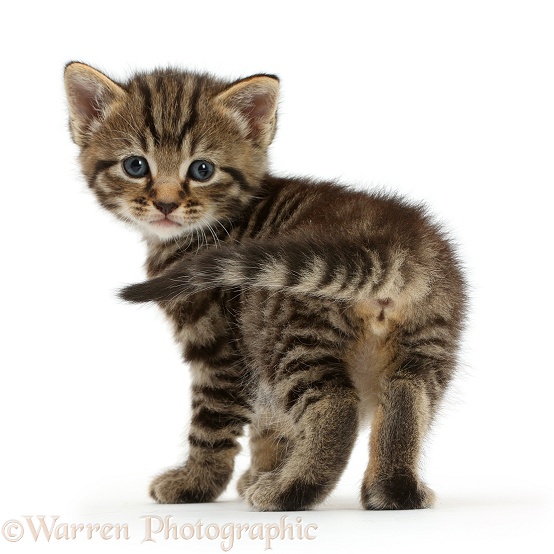 Cute tabby kitten, 4 weeks old, standing and looking round, white background