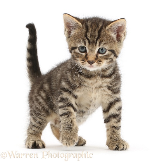 Cute tabby kitten, 4 weeks old, standing with paw off the ground, white background