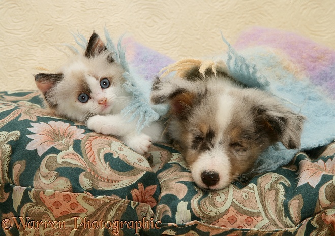Birman-cross kitten and sleepy Sheltie pup under a scarf