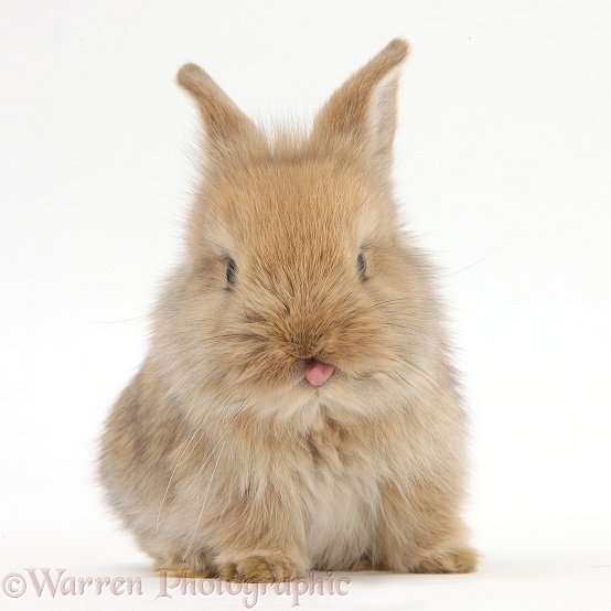 Cute baby Lionhead-cross rabbit with tongue out, white background
