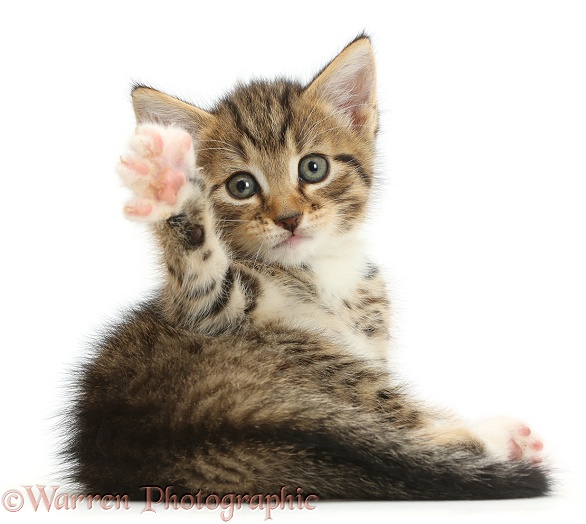 Cute tabby kitten, 6 weeks old, lying with head up and raised paw, white background