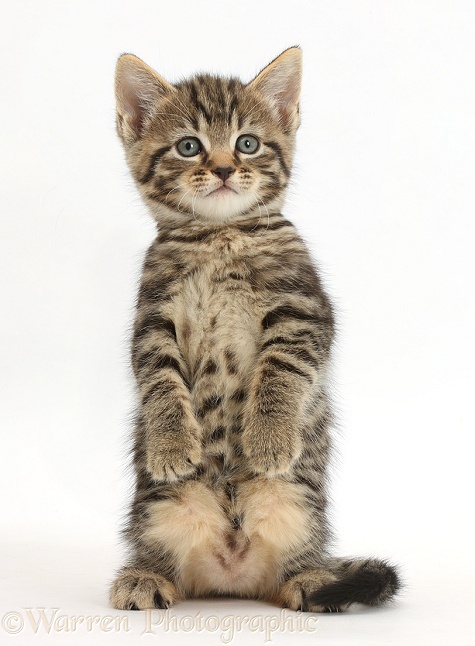 Tabby kitten, 6 weeks old, standing like a meerkat, white background