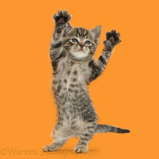 Small tabby kitten, 6 weeks old, dancing, white background