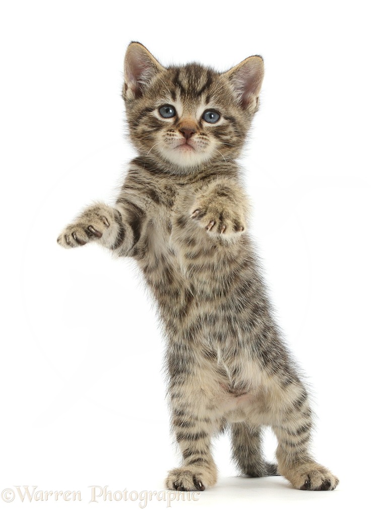 Small tabby kitten, 6 weeks old, standing with raised paws, white background