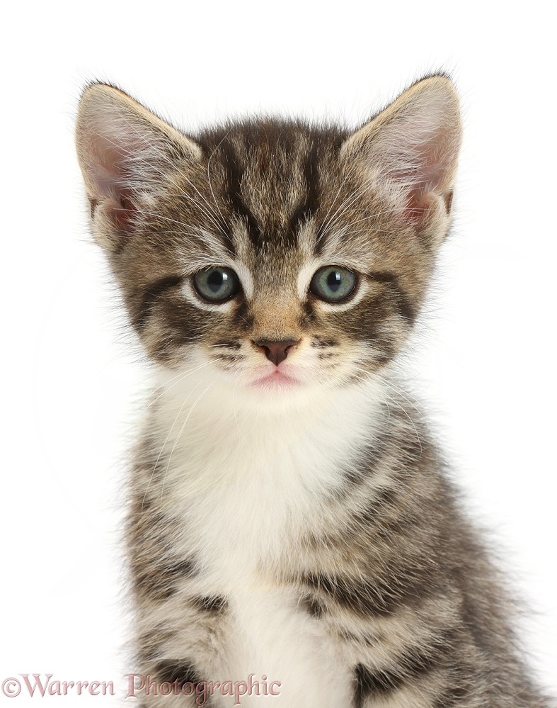 Tabby kitten, 6 weeks old, white background