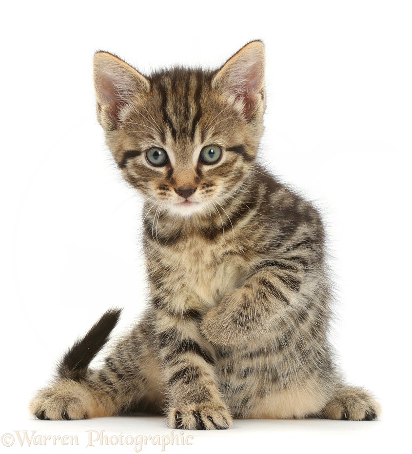 Tabby kitten, 6 weeks old, sitting with raised paw, white background