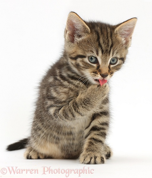 Tabby kitten, 6 weeks old, sitting and licking a paw, white background